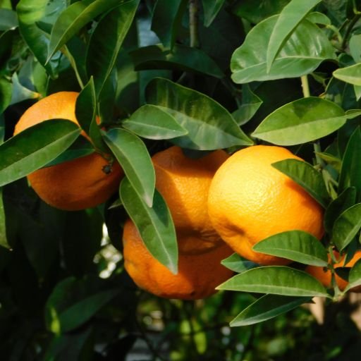 Keto Activates Bitter orange fruit